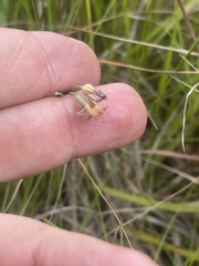 Tulbaghia ludwigiana