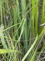 Tulbaghia ludwigiana