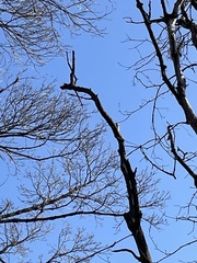 Dendrocopos major