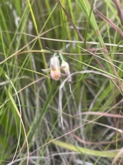 Tulbaghia ludwigiana