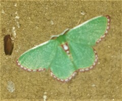 Allochrostes impunctata