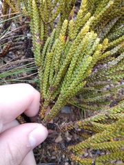 Veronica lycopodioides