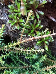 Lepidothamnus laxifolius