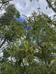 Heteropyxis natalensis