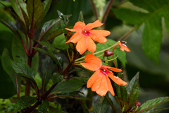 Impatiens hawkeri