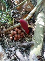 Balanophora laxiflora