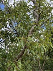 Heteropyxis natalensis