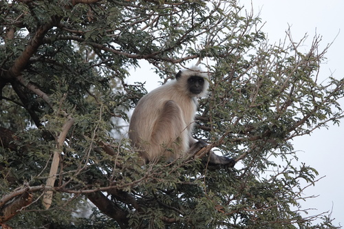 Bengal Sacred Langur