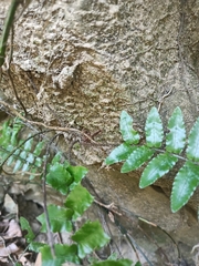 Bolbitis rhizophylla