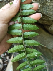 Bolbitis rhizophylla