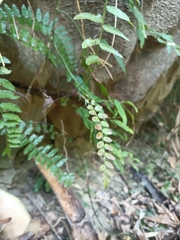 Bolbitis rhizophylla