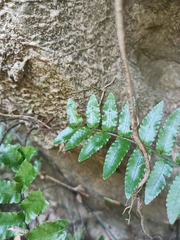 Bolbitis rhizophylla