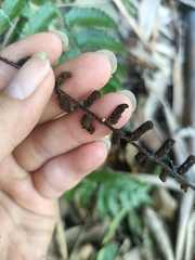 Bolbitis rhizophylla