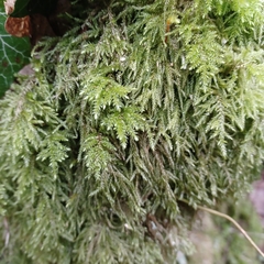 Thamnobryum