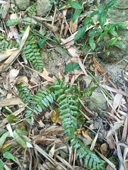 Bolbitis rhizophylla