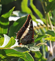 Charaxes brutus