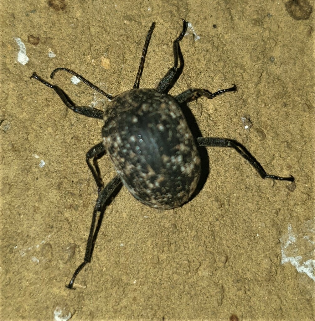 Mouldy Tree Darkling Beetles