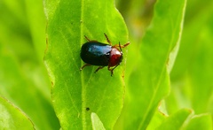 Gastrophysa polygoni