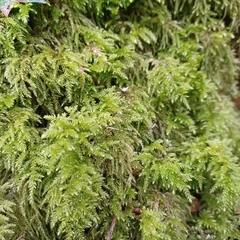 Thamnobryum
