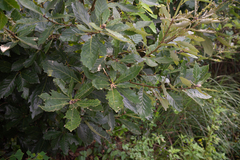 Quercus aliena