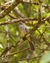 Myiarchus swainsoni