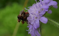 Sicus ferrugineus