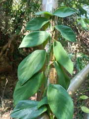 Rhaphidophora hongkongensis