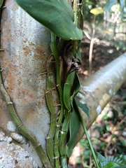 Rhaphidophora hongkongensis