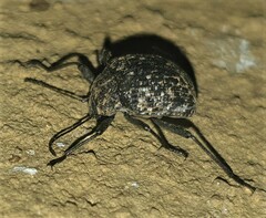 Asthenochirus