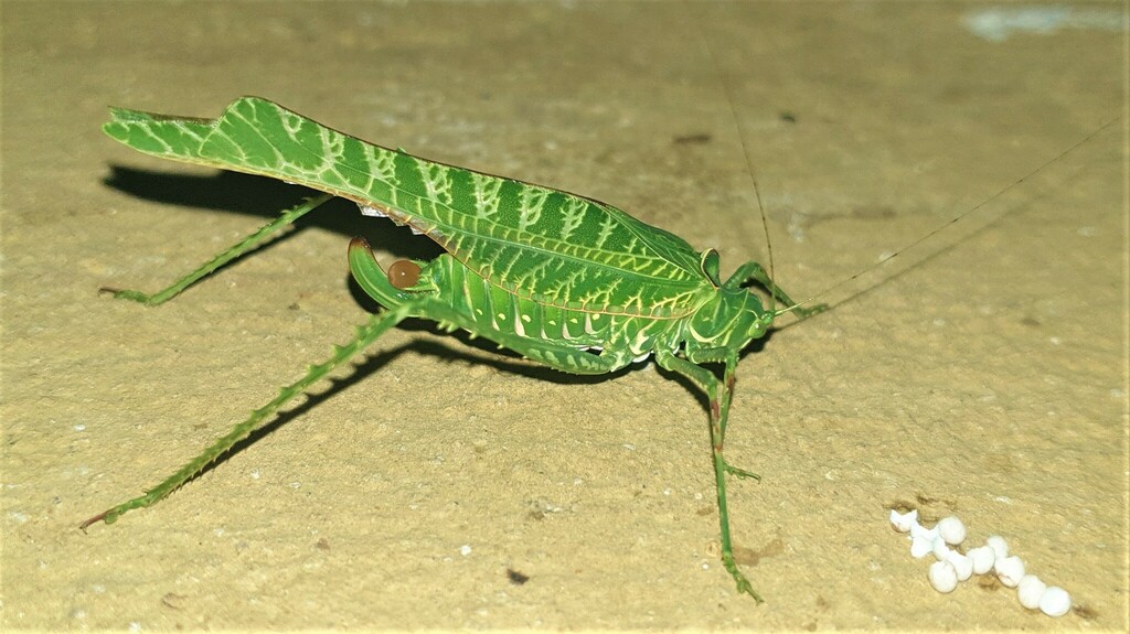 Diogena fausta