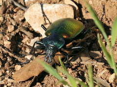 Calosoma sycophanta