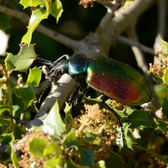 Calosoma sycophanta