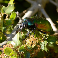Calosoma sycophanta