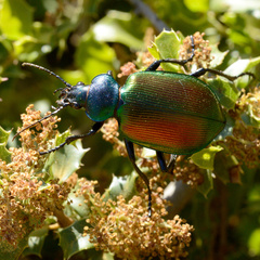 Calosoma sycophanta