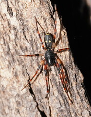 Leichhardteus