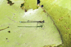 Austrocnemis splendida