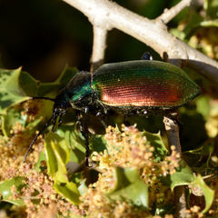 Calosoma sycophanta