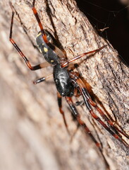 Leichhardteus