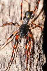 Leichhardteus