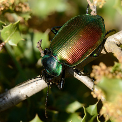 Calosoma sycophanta