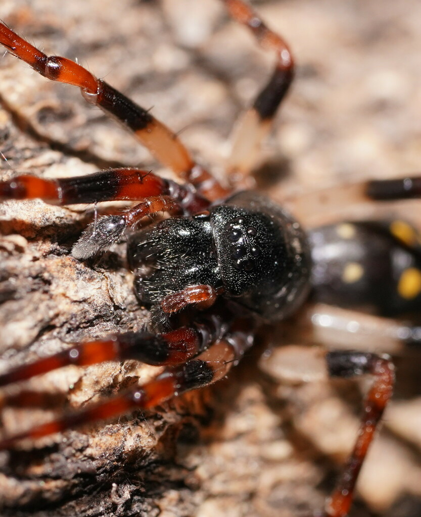Leichhardteus
