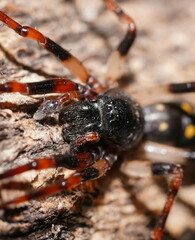 Leichhardteus
