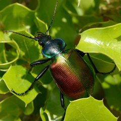 Calosoma sycophanta