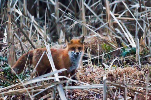 Red Fox photographed in Pennsylvania