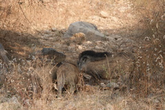 Sus scrofa cristatus