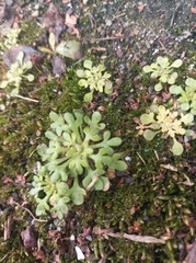 Saxifraga tridactylites