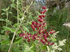 Rhagodia candolleana