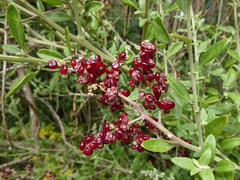 Rhagodia candolleana