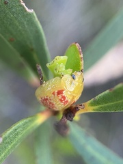 Paropsisterna fastidiosa