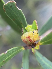 Paropsisterna fastidiosa